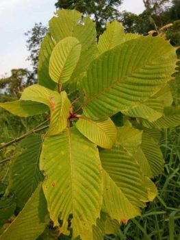 sumatra-kratom-leaves