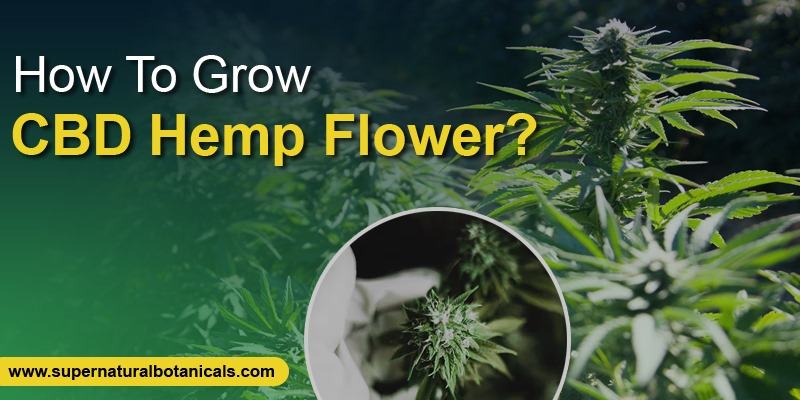 How To Grow CBD Hemp Flower? A Farmer's Guide