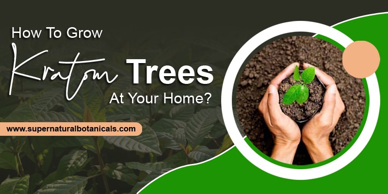 How To Grow Kratom Trees At Your Home