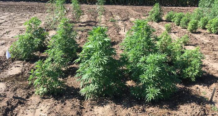 How To Grow CBD Hemp Flower? A Farmer's Guide