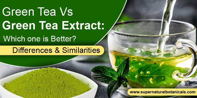 Green Tea vs Green Tea Extract Which one is Better - Differences & Similarities