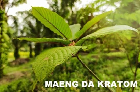 Maeng Da Pimp Grade Kratom Information