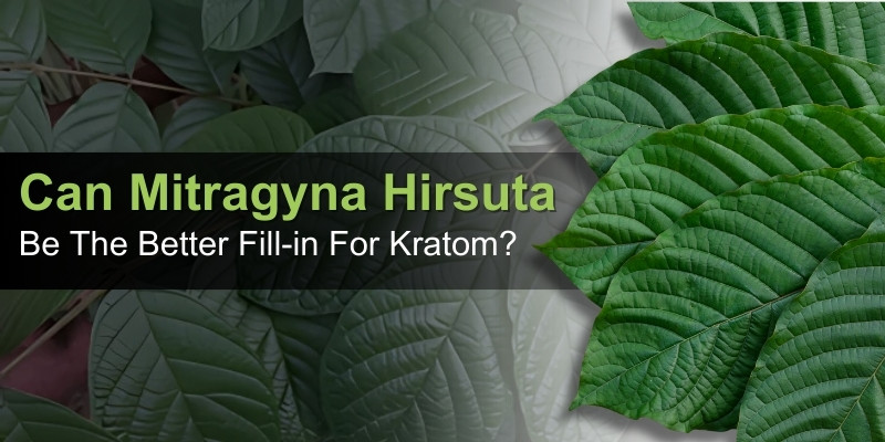 Mitragyna Hirsuta kratom benefits