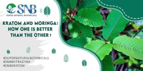 Kratom and Moringa How One Is Better Than The Other