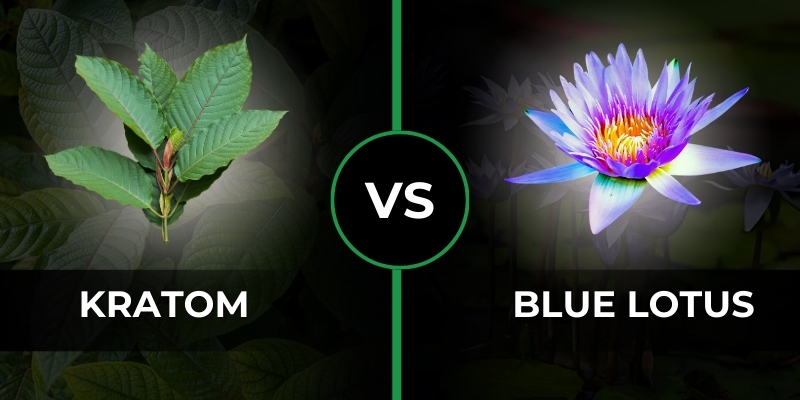 kratom vs blue lotus benefits, effects, dosage