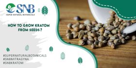 Kratom Seeds