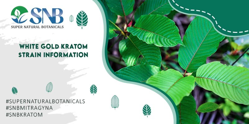White Gold Kratom Strain