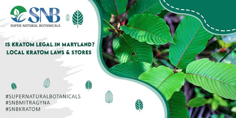 Kratom Legal In Maryland