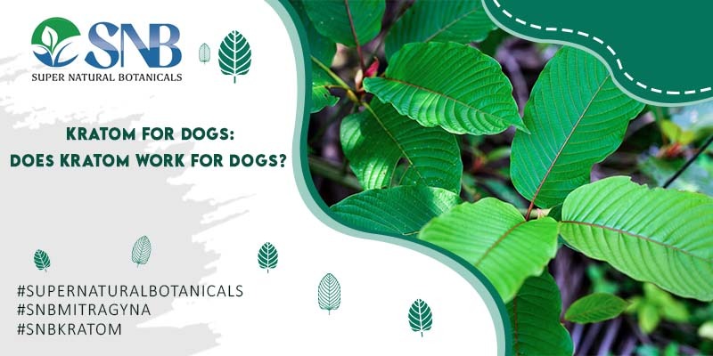 Kratom For Dogs