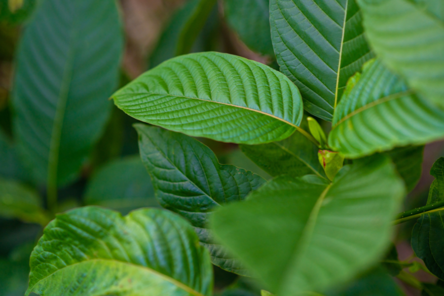 Red Dragon Kratom