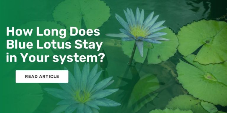 how-long-does-blue-lotus-stay-in-your-system