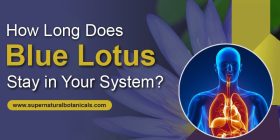 How Long Does Blue Lotus Stay in Your system