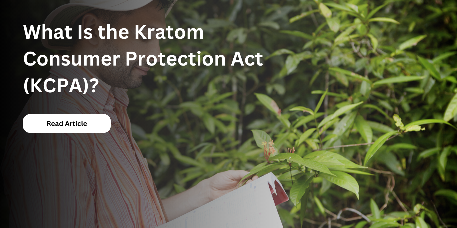 What Is The Kratom Consumer Protection Act Kcpa