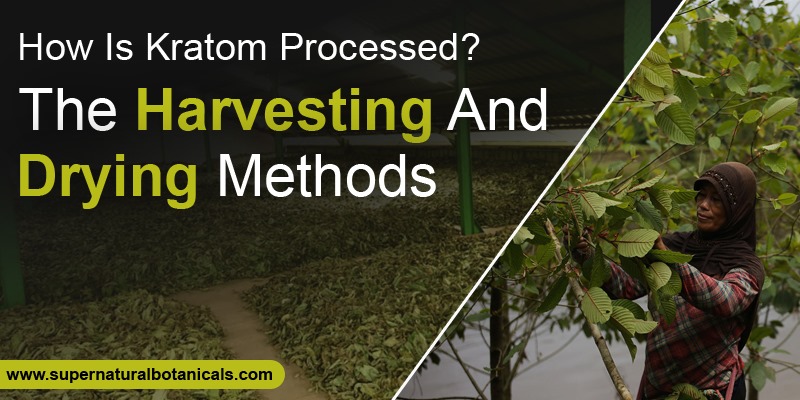 How Is Kratom Processed The Harvesting And Drying Methods