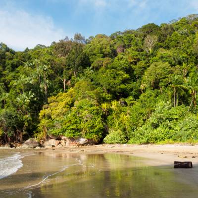 borneo island horned kratom