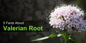 Valerian Root