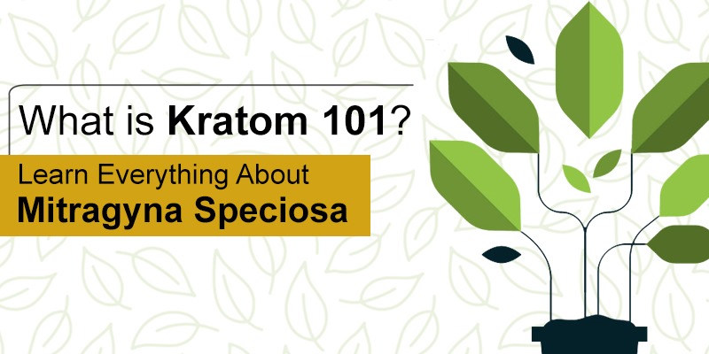 Mitragyna speciosa Kratom overview